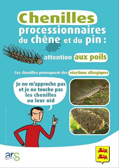 Chenille processionnaire ochey